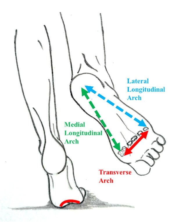 Trois Arches Recouvrent Le Talon Et L’avant-pied.